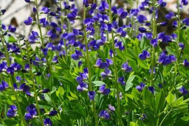 ● A Revolution in Indigo Cultivation 